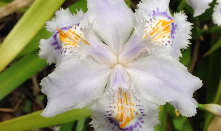 会社に咲いているシャガの花